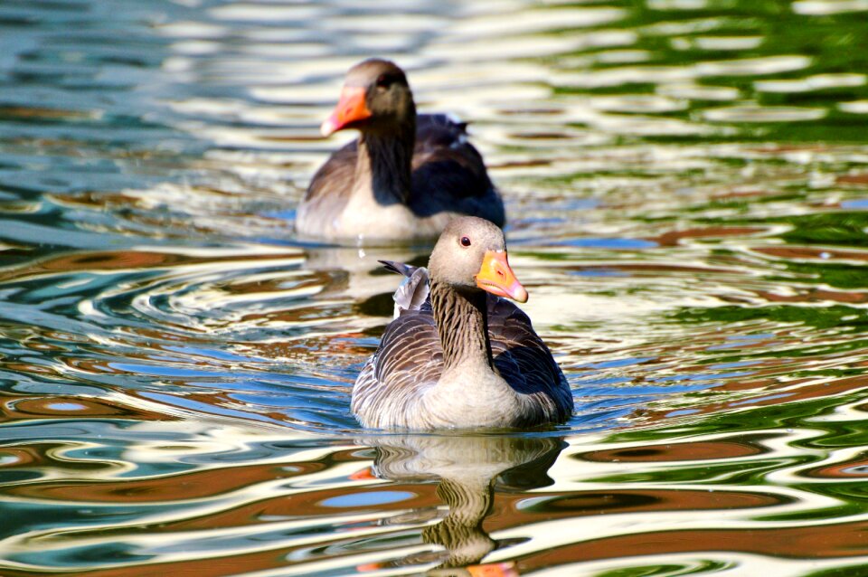 Water bird poultry swim