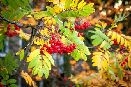 Rowan berry berries