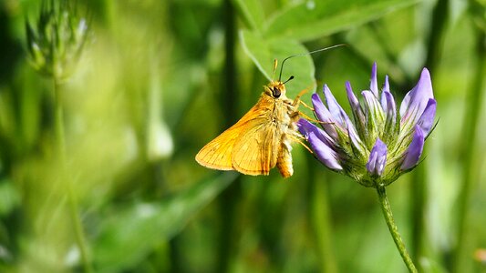 Nature butterfly flower macro