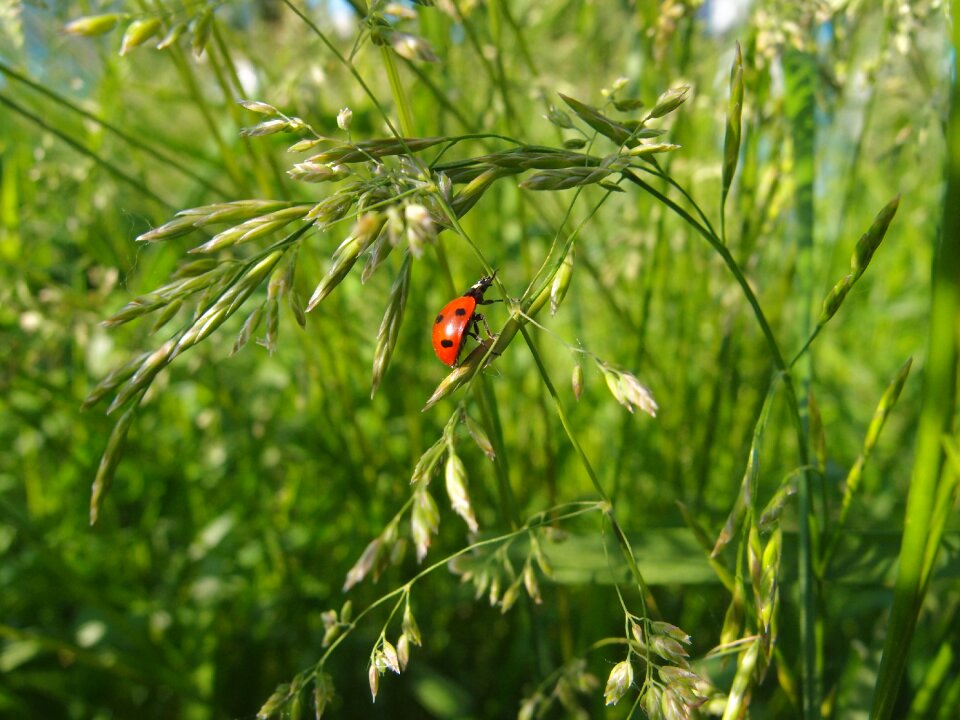 Insect ladybug green grass