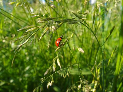Insect ladybug green grass photo