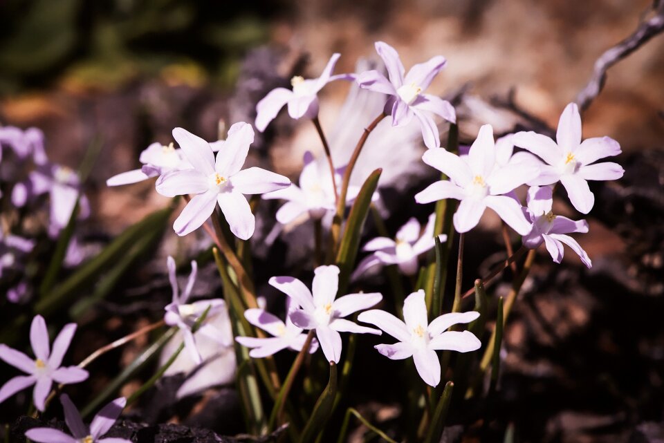 Garden snow shine snow pride