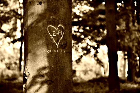Tree heart-carved-in-tree symbol
