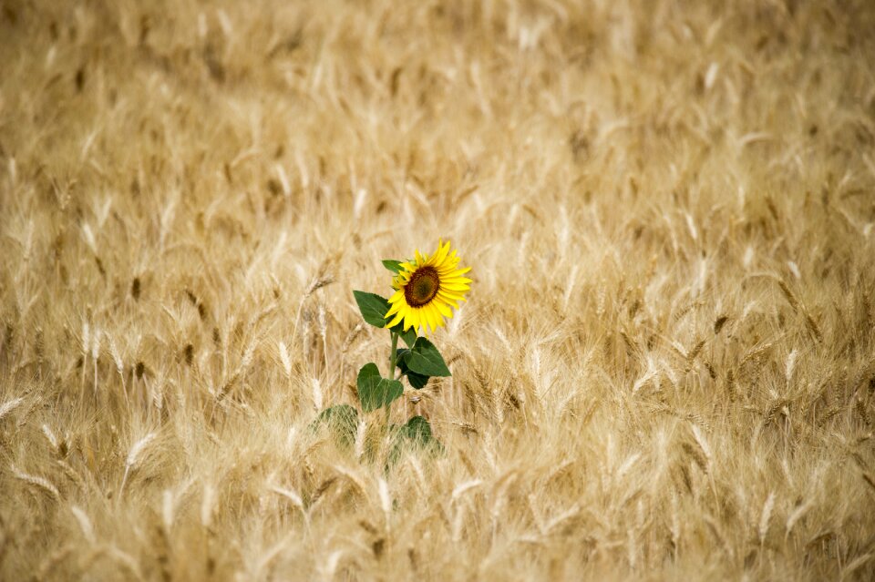 Sunflower sun wheat