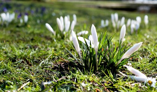 Bloom flower meadow signs of spring