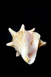 Beach holiday nautilus