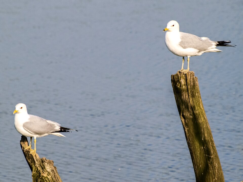 Water bird nature animal