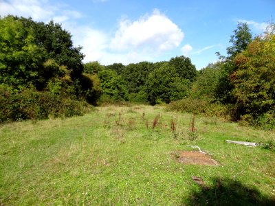 Bentley Priory Mase Field