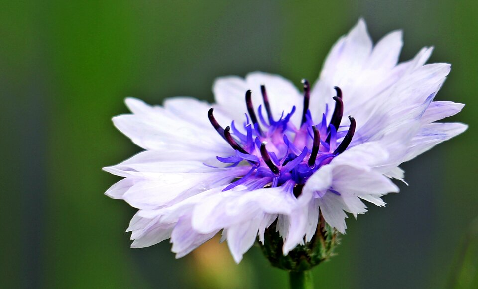 White light blue blue