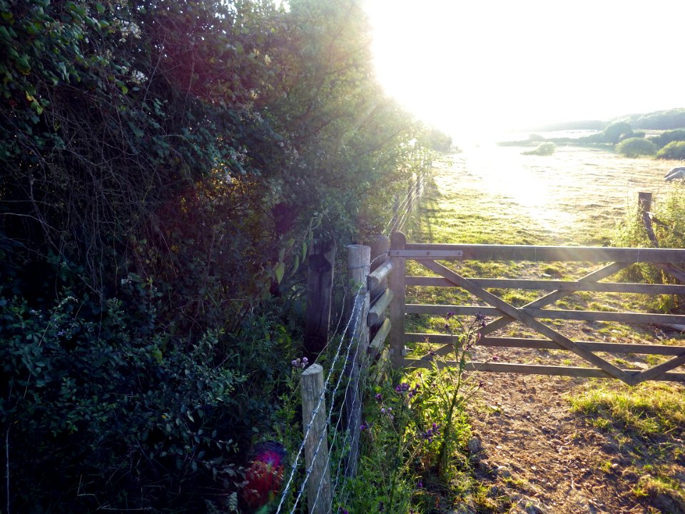 Benchmark, wooden post, near Footpath 31A, Bexhill (2)