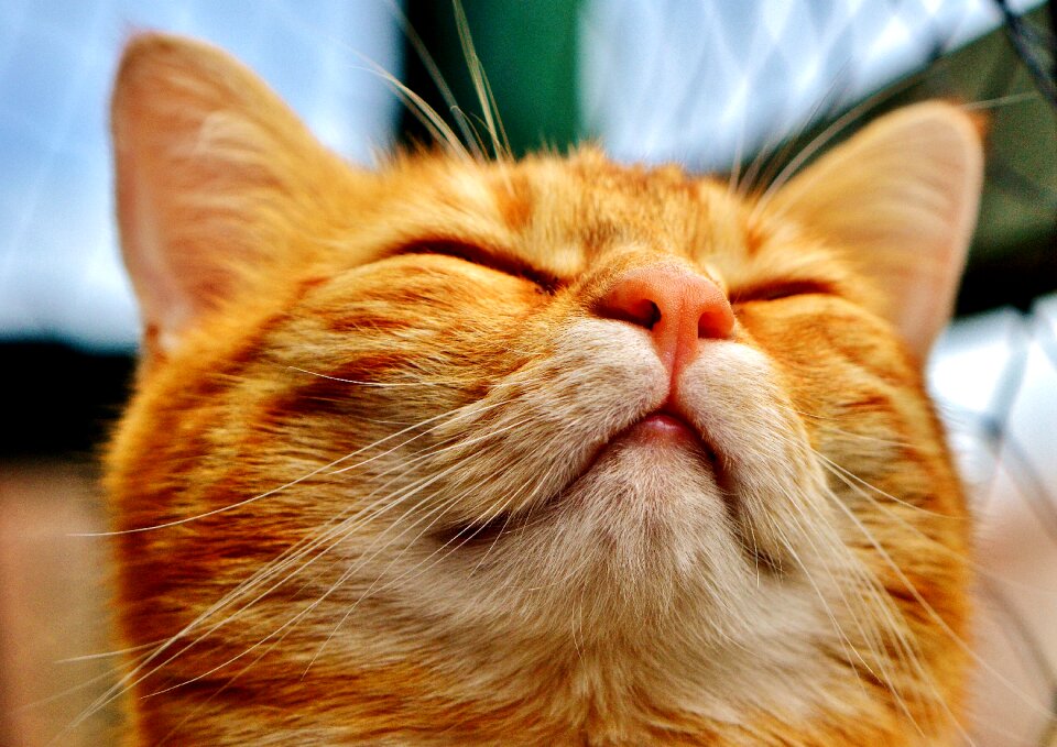 Red tiger cat kitten