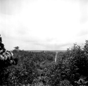 Beplanting in het Marowijnegebied in Suriname, Bestanddeelnr 252-6637