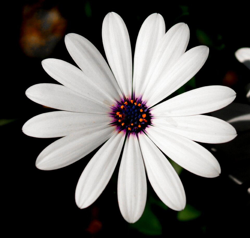 Nature blossom bloom
