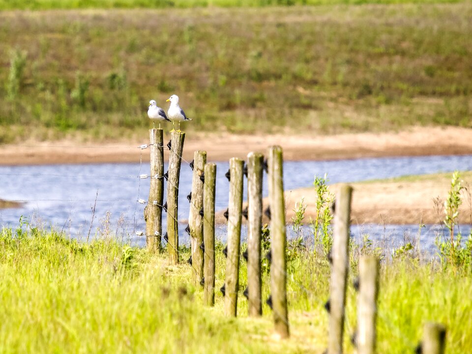 Water bird nature animal photo