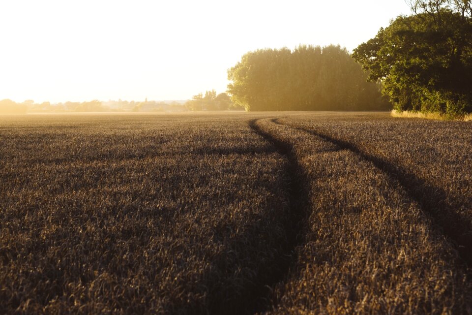Cropland dawn evening