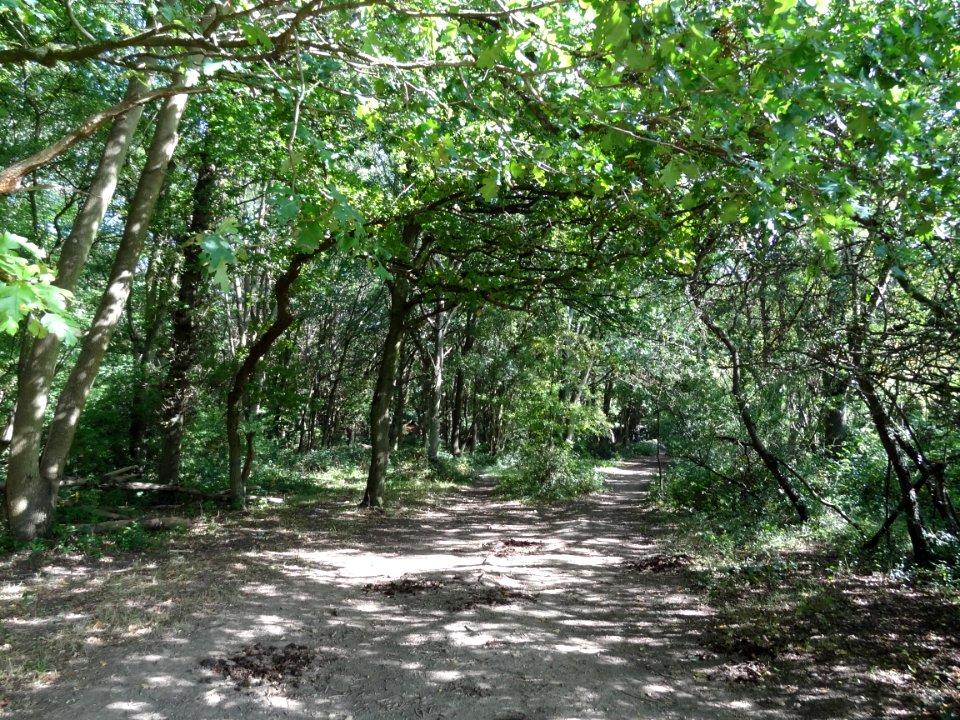 Bentley Priory Stanburn Wood