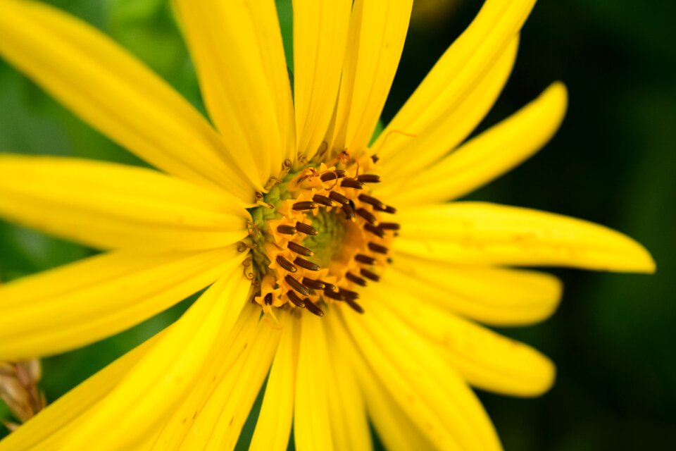 Blossom bloom pollen