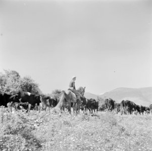 Bereden herder met een kudde koeien, Bestanddeelnr 255-0895
