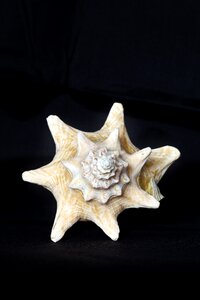 Beach holiday nautilus