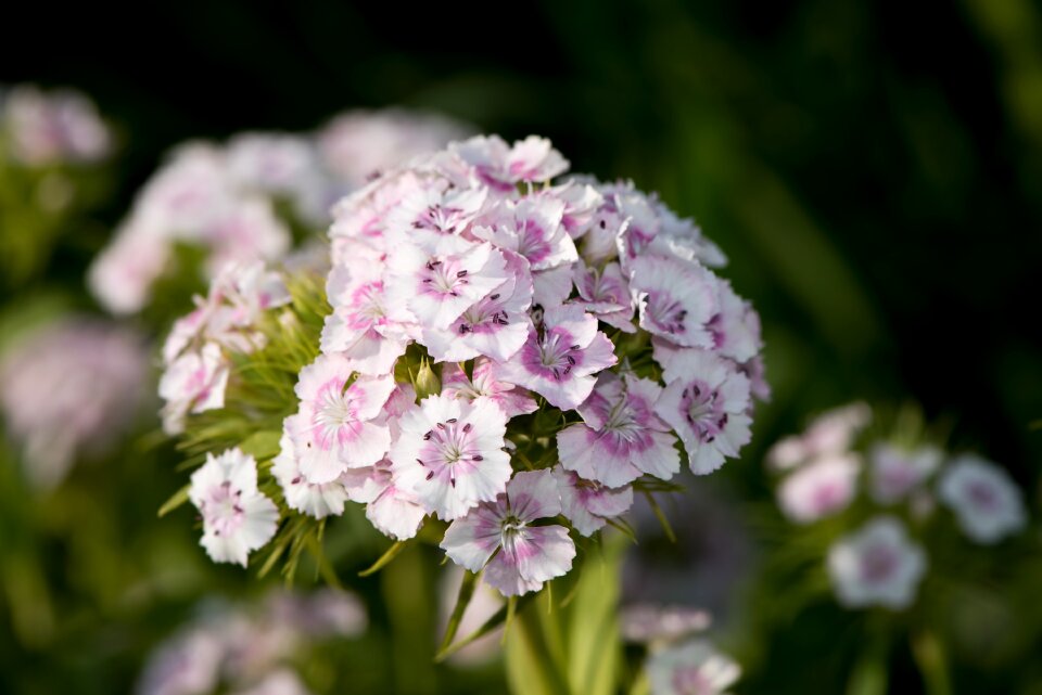 Pink white dianthus barbatus