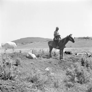 Bereden herder temidden van een kudde geiten, Bestanddeelnr 255-0848