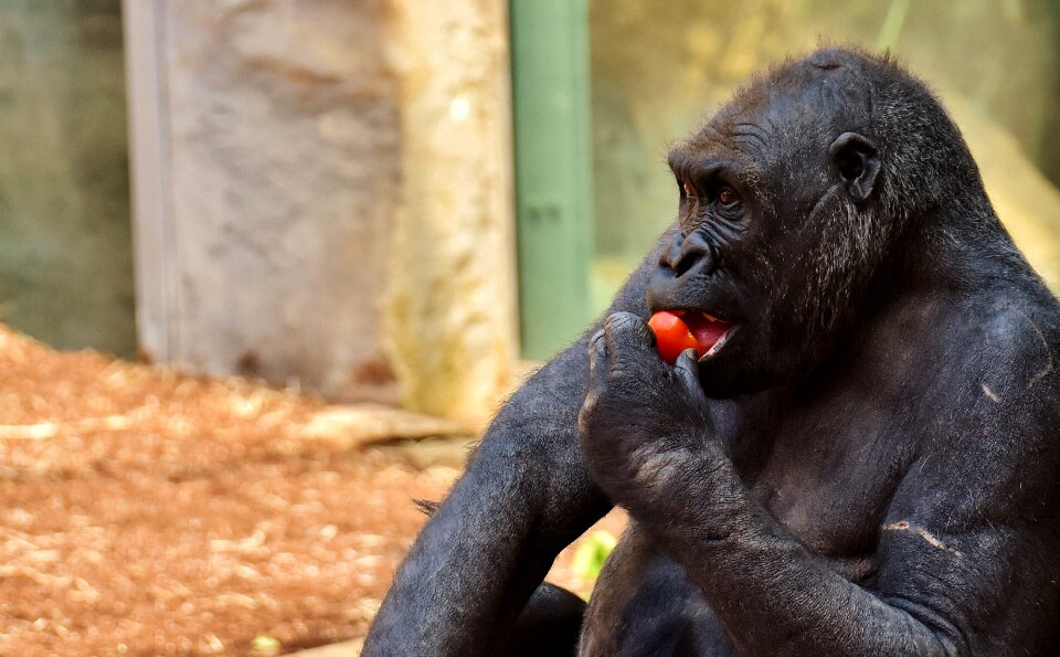 Zoo hellabrunn feed