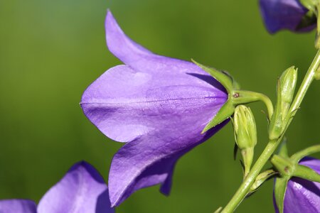 Bloom purple violet photo