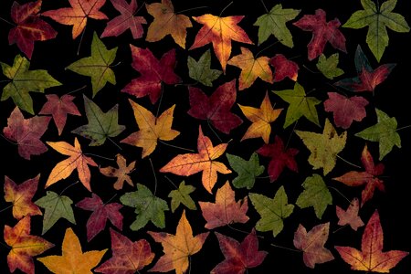 Composition foliage design