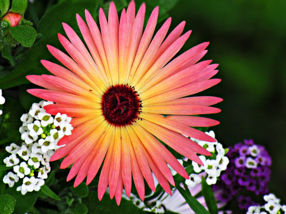 Plant composition decoration