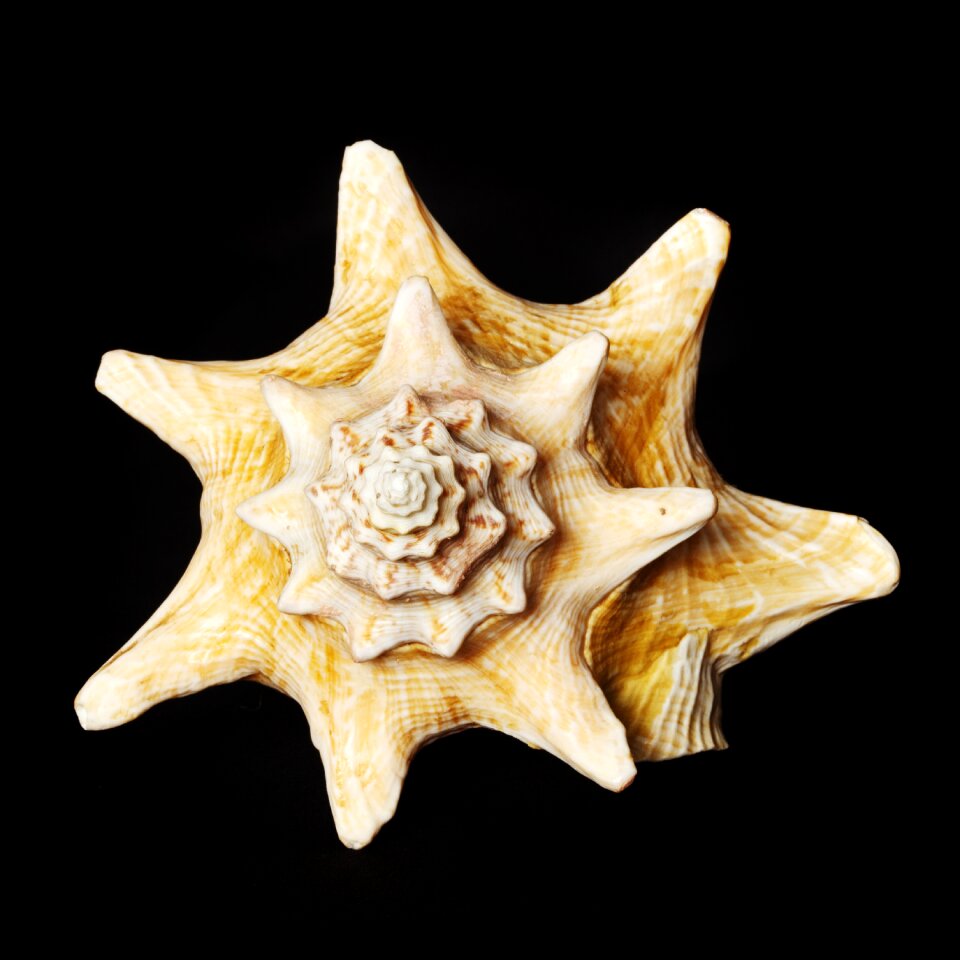 Beach holiday nautilus