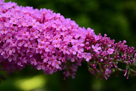 Bloom ornamental shrub purple photo