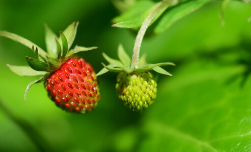 Berry delicious wild strawberries photo