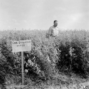 Beplanting, mannen, Bestanddeelnr 250-8355