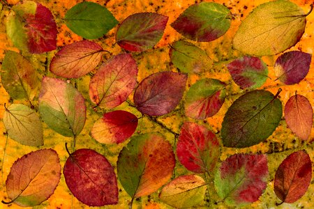 Composition foliage design