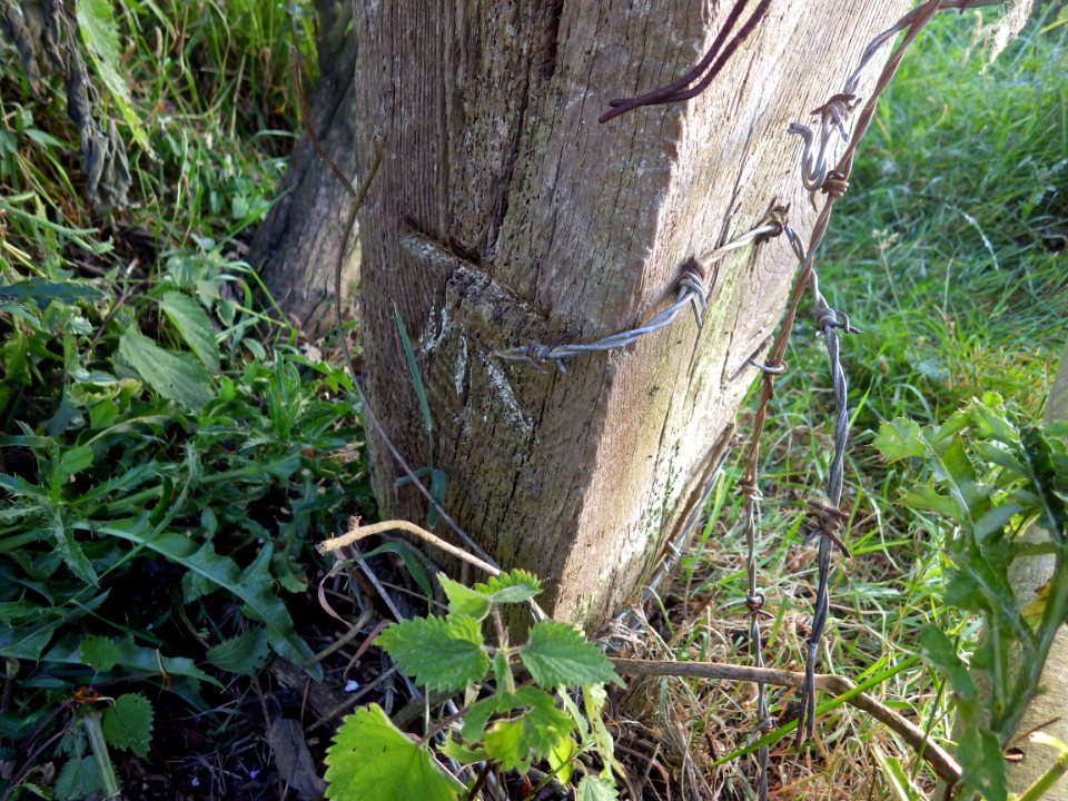Benchmark, wooden post, near Footpath 31A, Bexhill