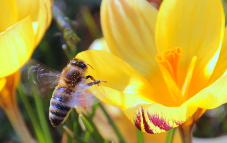 Foraging harbinger of spring bee in the approach photo