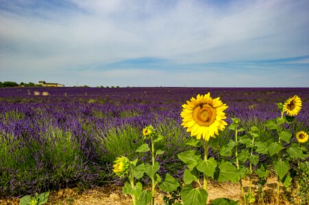 Provence landscape lavender photo