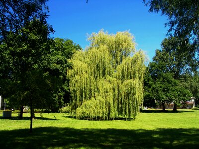 Spring branches willow tree photo