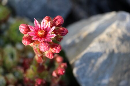 Blossom bloom stone garden