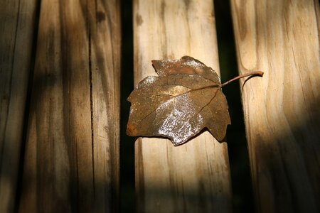 Hardwood leaf lumber photo