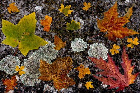 Maple maple leaves foliage photo