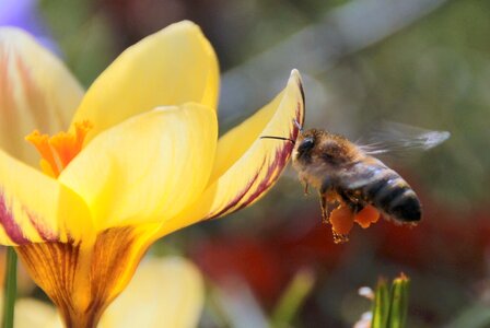 Foraging harbinger of spring bee in the approach