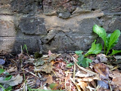 Benchmark, Bridge, Watermill Lane - Watrermill Stream, Bexhill