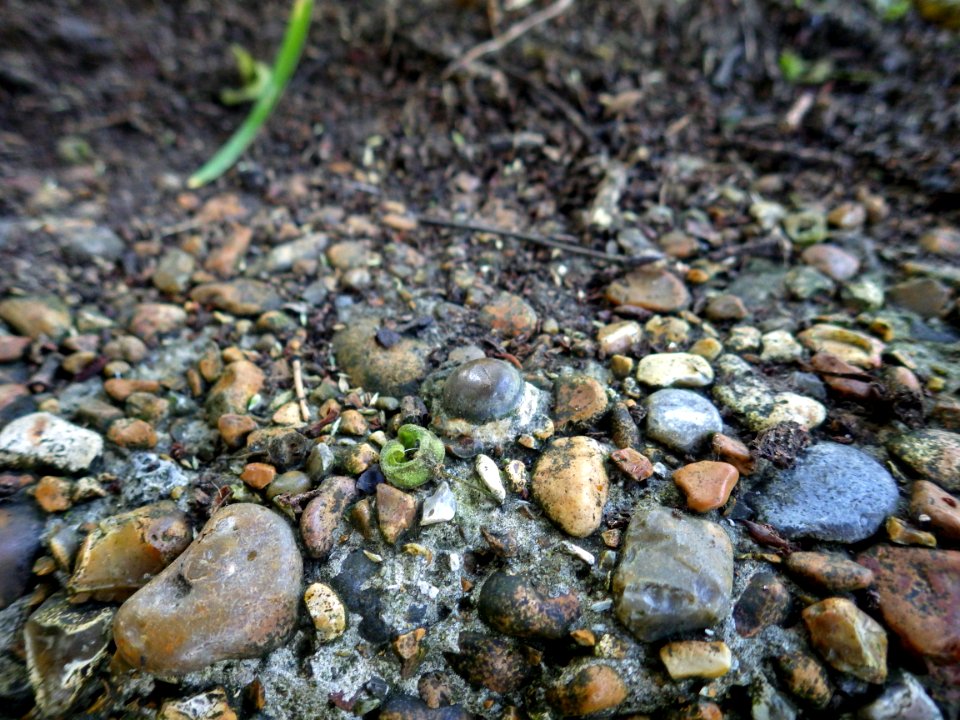 Benchmark, Collington Wood, Bexhill