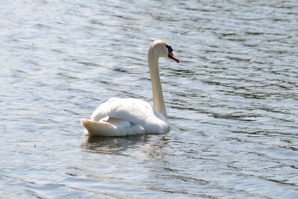 Lake water bird feather