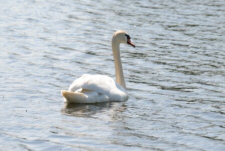 Lake water bird feather