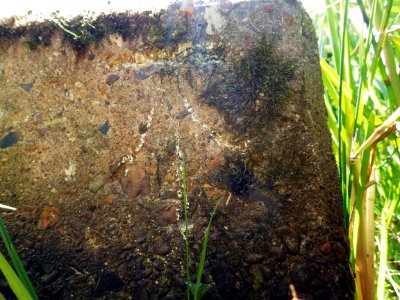 Benchmark, Bridge, near Footpath 72B, Bexhill