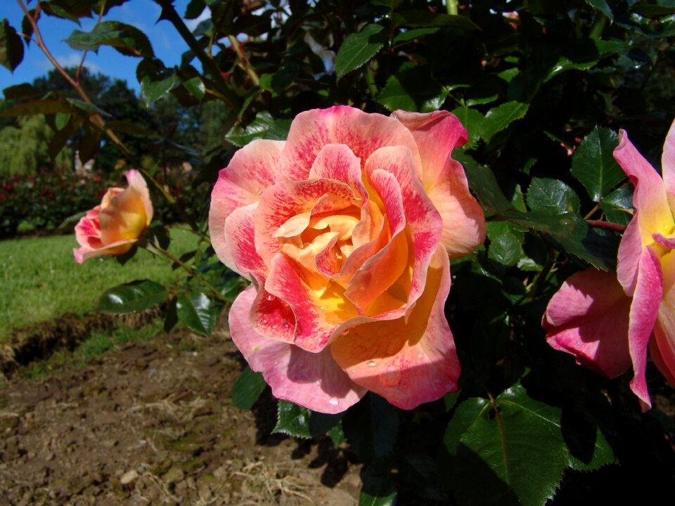 Blossom bloom rose bloom