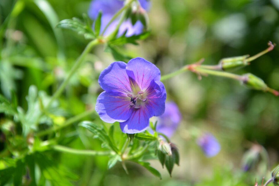 Nature garden plant