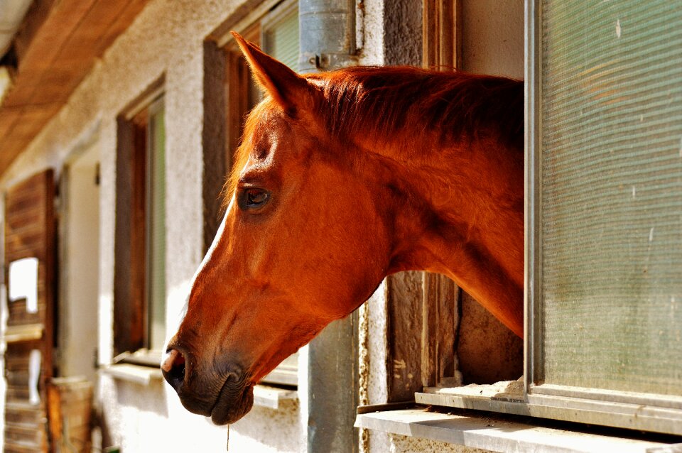 Stallion animal reiterhof